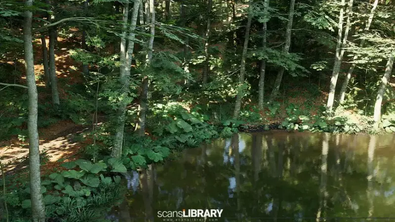 Beech Forest Ecosystem