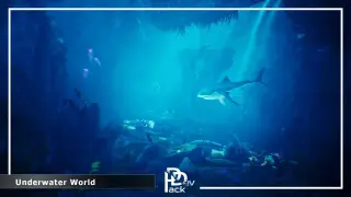 Underwater World / 70 Assets